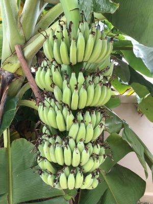 タイのバナナ