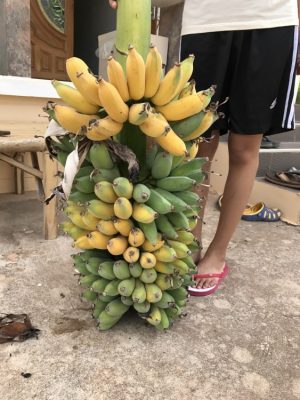 タイのバナナ