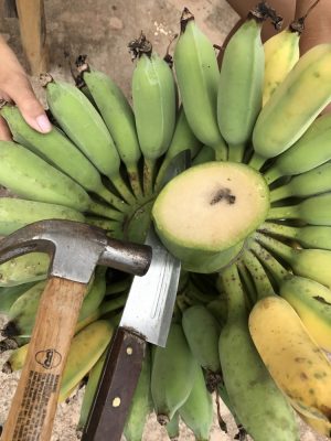 バナナの切り方